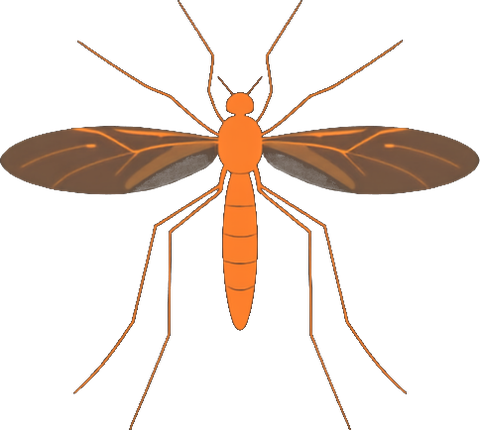 Mosquitoes illustration
