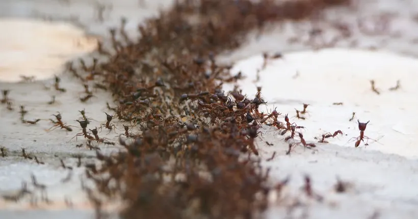 A trail of ants across a surface — a common sign of an ant problem