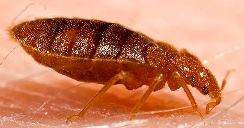 A close-up of a reddish-brown bed bug on skin
