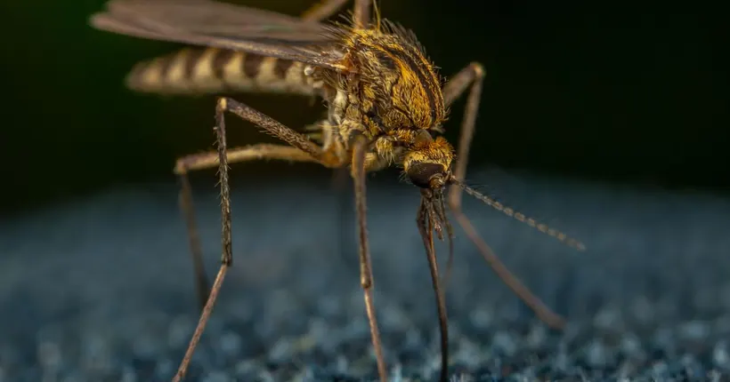 A close-up of a mosquito with a striped body and long, thin legs
