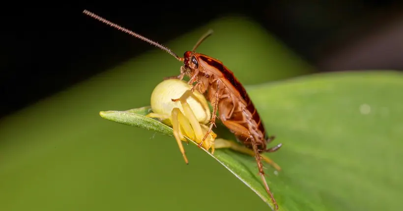 A close-up of a cockroach caught by a small yellow spider on a leaf