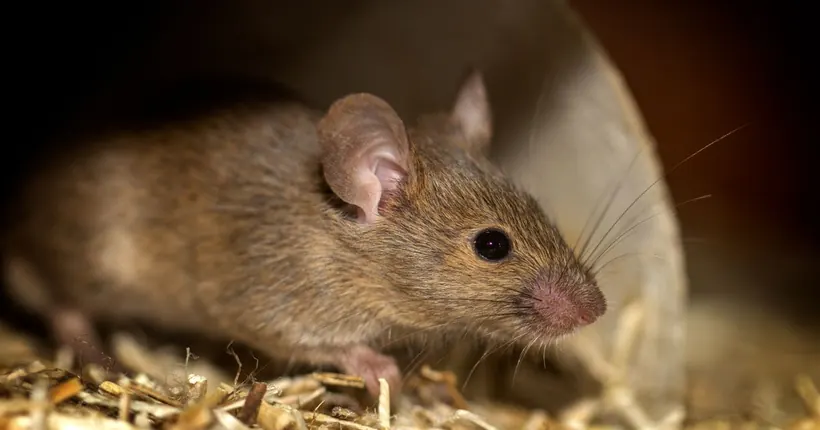 A house mouse indoors — a common sign of a rodent problem
