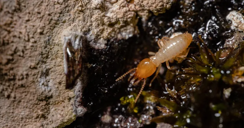 A close-up of a pale termite next to crumbling soil and moss